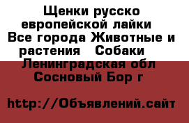 Щенки русско европейской лайки - Все города Животные и растения » Собаки   . Ленинградская обл.,Сосновый Бор г.